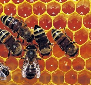 Részletes információk a méhpempőről